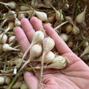 Tỏi cô đơn lý Sơn