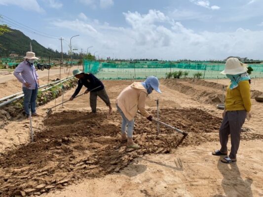 Kỹ thuật trồng và chăm sóc tỏi Lý Sơn