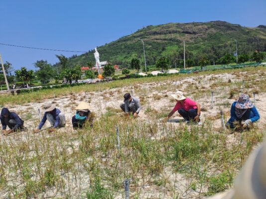 Kỹ thuật trồng và chăm sóc tỏi Lý Sơn