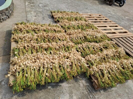 kỹ thuật trồng và chăm sóc tỏi Lý Sơn