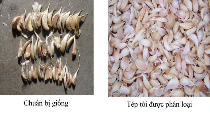 Kỹ thuật trồng và chăm sóc tỏi Lý Sơn