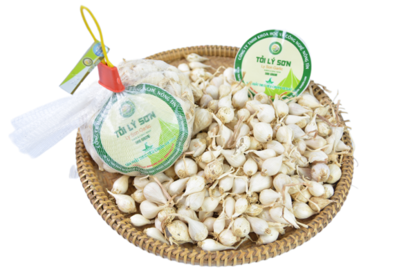 Kỹ thuật trồng và chăm sóc tỏi Lý Sơn